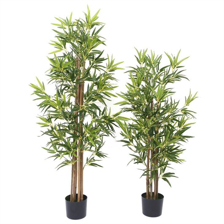 Gervi pottabambus tré planta