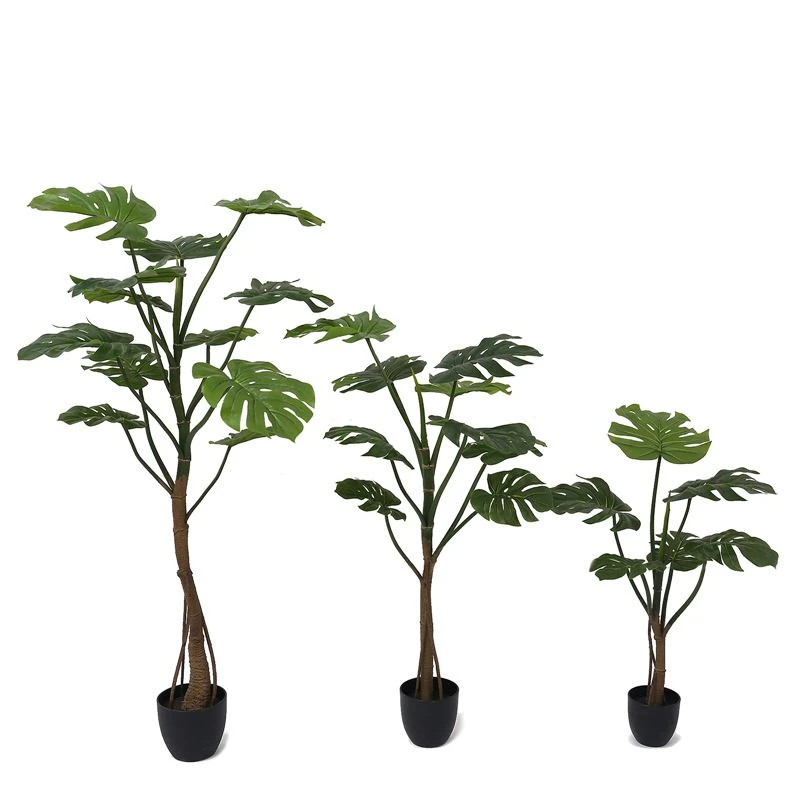 Hvernig á að gera herma Monstera tré
