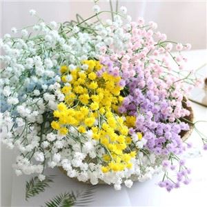 Gypsophila blóm gervi