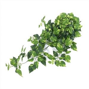 Hangandi Pothos planta