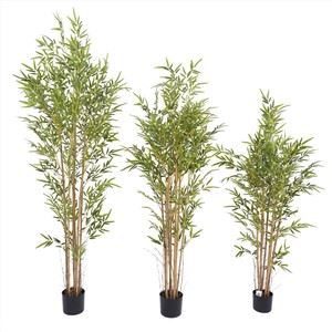 Stór falsa bambus planta